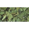 Gymnema sylvestre Extract 25-75% Gravimetric