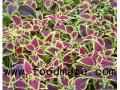 COLEUS FORSKOHLII EXTRACT ( FORSKOLIN 10-95% ) -Weight Management