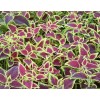 COLEUS FORSKOHLII EXTRACT ( FORSKOLIN 10-95% ) -Weight Management