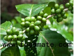 GREEN COFFEE BEAN EXTRACT ( CHLOROGENIC ACIDS 50-60% )