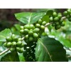 GREEN COFFEE BEAN EXTRACT ( CHLOROGENIC ACIDS 50-60% )