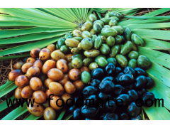 SAW PALMETTO EXTRACT (Total fatty acids 90%) – Men’s Health Support