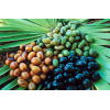SAW PALMETTO EXTRACT (Total fatty acids 90%) – Men’s Health Support