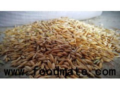 raw oats husk on with wholesale price