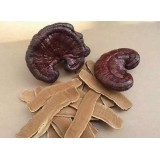 Ganoderma Lucidum Mushroom Extract