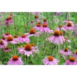 Echinacea Purpurea Polyphenols