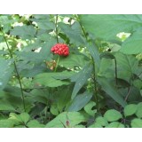Panax Ginseng Leaves Extract（ginseng Leaf Extract ）
