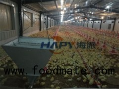Full Set Large Morden Broiler Farm Production Equipment On The Ground
