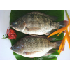 Frozen Black Tilapia Fish