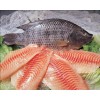 Frozen Black Tilapia Fillet