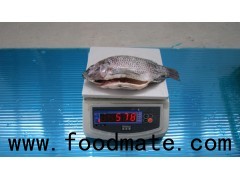 Frozen Black Tilapia WGS