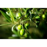Botanical Extract, Herbal Extract, Plant Extract,natural Ingredients Olive Leaf Extract, 32619-42-4