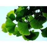 Botanical Extract, Herbal Extract, Plant Extract,natural Ingredients Ginkgo Biloba Leaf Extract 9004