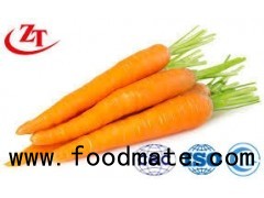 Carrot Vegetable With The Fresh Organic Carrot