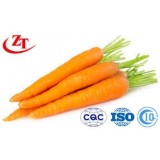 Carrot Vegetable With The Fresh Organic Carrot