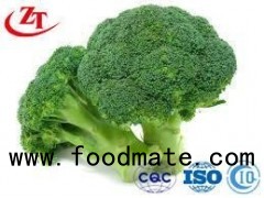The Green Fresh Broccoli Vegetables