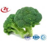 The Green Fresh Broccoli Vegetables