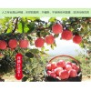 new fresh fruits red Fuji apples