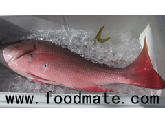 Cod Fish / Whole Frozen Reef Cod Fish