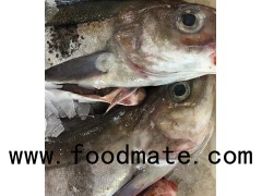 Frozen Atlantic Cod/Atlantic Cod Fillets/cod fish