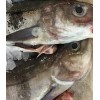 Frozen Atlantic Cod/Atlantic Cod Fillets/cod fish