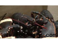 Live Sweden Lobster (Homarus Americanus)