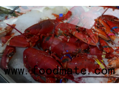 frozen cooked /raw lobster