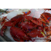 frozen cooked /raw lobster