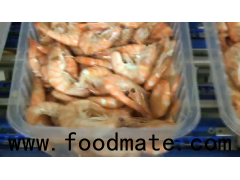 frozen black tiger shrimp