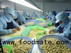 CASHEW NUTS WW450