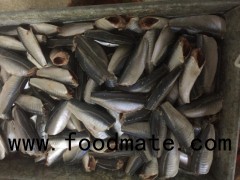 Frozen Sardine Fish