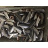 Frozen Sardine Fish