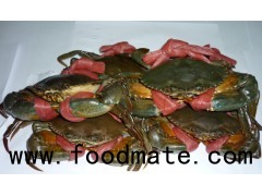 Live Mud Crabs