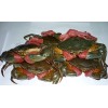 Live Mud Crabs