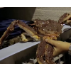 ATLANTIC NORWEGIAN KING CRAB,LIVE KING CRAB,KING CRAB LEGS