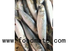 WHOLESALE ATLANTIC MACKEREL,FROZEN ATLANTIC MACKEREL,FRESH ATLANTIC MACKEREL