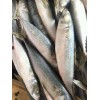 WHOLESALE ATLANTIC MACKEREL,FROZEN ATLANTIC MACKEREL,FRESH ATLANTIC MACKEREL