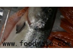 ATLANTIC SALMON