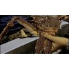 LIVE NORWEGIAN KING CRAB