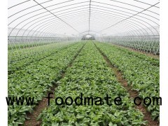 Plastic Film Galvanized Frame Tunnel Greenhouse For Vegetable Planting