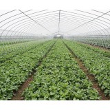 Plastic Film Galvanized Frame Tunnel Greenhouse For Vegetable Planting