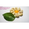 Cashew Nuts kernels W240