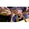 Live red king crab