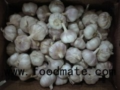 2017's Crop China Garlic Fresh And Cooling Purple Garlic