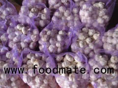 Fresh And Cooling Pure White Garlic With 20kg Mesh Bag Size 5.0cm Up