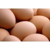 Fresh Brown/White Chicken Eggs
