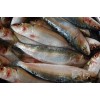 Whole Round Frozen Sardine fish