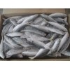 Frozen Horse Mackerel