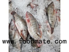 Red and Black Frozen Tilapia