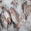 Red and Black Frozen Tilapia